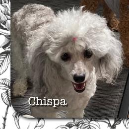 Chispa - Poodle