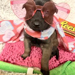 Purple - Fawn sable female Belgian Malinois puppy in Boise, Idaho from Wings of Freedom Retrievers and Malinois