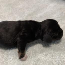 Boy 2 - Black and tan male Cocker Spaniel puppy in Rising Sun, Maryland from Palmtree Cockers