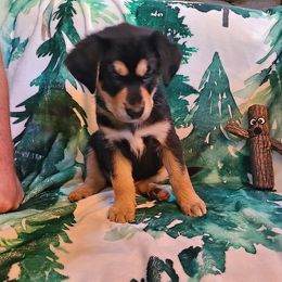 Cedar - Black and tan male Chinook puppy in Gilbert, Washington from Desert Sol Chinooks