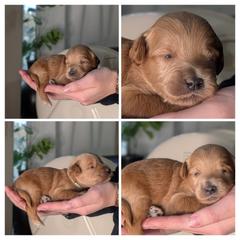 Aquamarine - Red female Whoodle puppy in Kalispell, Montana from Countryman Whoodles