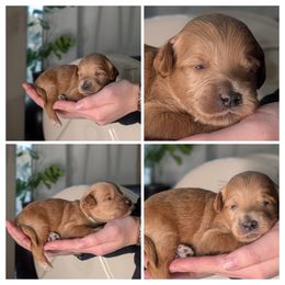 Aquamarine - Red female Whoodle puppy in Kalispell, Montana from Countryman Whoodles