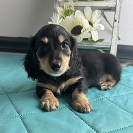 Mason - Black and cream male Dachshund puppy in Gilbertsville, Kentucky from DeLaunes Dachshunds