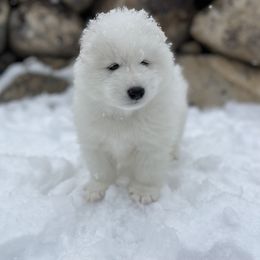 Samoyed Puppies from Sugar Sweet Samoyeds