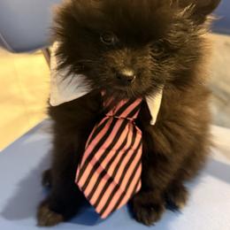 Pomeranian Puppies from Precious Poms