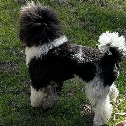 Karen - Poodle