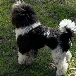 Karen - Poodle
