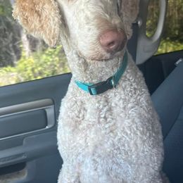 Bernedoodles, Poodles, and Springerdoodles from Trahan Farms