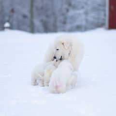 Juneau - Maremma Sheepdog
