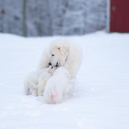 Juneau - Maremma Sheepdog