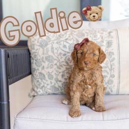 Goldie - Caramel female Australian Labradoodle puppy in Ardmore, Oklahoma from Mop Top Doodle Co.