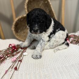 Colt - Parti male Goldendoodle puppy in Zeeland, Michigan from Dandelion Lane Doodles
