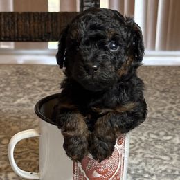 Border Collie and Poodle Puppies from Ross Vegas Kennels