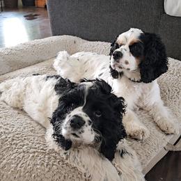 Cocker Spaniels from Carvajal Cockers