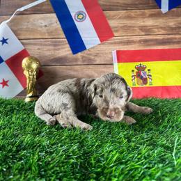 Spain - Merle female Labradoodle puppy in Kingston, Georgia from CC Familydoodles