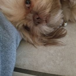 Lucy - Shih Tzu