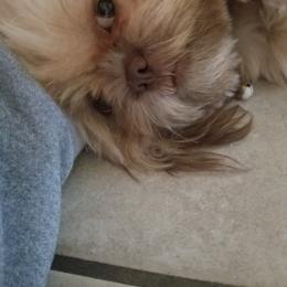 Lucy - Shih Tzu