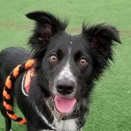 Border Collies from Top Gear