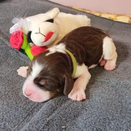 Miss Joy - Liver white and roan female English Springer Spaniel puppy in Kingsport, Tennessee from Leandra's English Springer Spaniels