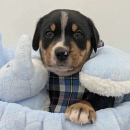Blue boy - Black, white and red male Greater Swiss Mountain Dog puppy in Hockessin, Delaware from Simply Swissies