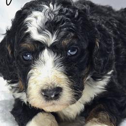 Aussiedoodles, Bernedoodles, and Cockapoos from Jam's Doodles And Poodles