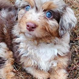 Aussiedoodles and Australian Shepherds from Crystal's Aussies, Doodles and More