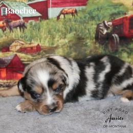 Banchee - Blue merle male Miniature Australian Shepherd puppy in Ronan, Montana from Dirt Road Aussie’s of Montana