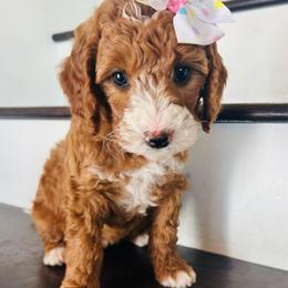 Celeste - Red  female Goldendoodle puppy in Denison, Iowa from Violet View Iowa Goldendoodles