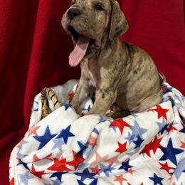Great Dane Puppies from DeBruce Danes