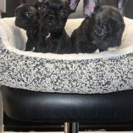 French Bulldog and Poodle Puppies from KAI Kennels