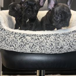 French Bulldog and Poodle Puppies from KAI Kennels