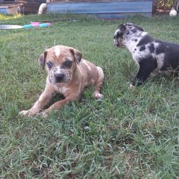 Catahoula Leopard Dog Puppies from Full Throttle Catahoulas