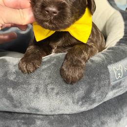 Major - Chocolate male Australian Labradoodle puppy in Calhoun, Louisiana from Arrowhead Australian Labradoodles