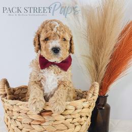 Doohickey - Apricot male Goldendoodle puppy in Paxville, South Carolina from Pack Street Pups