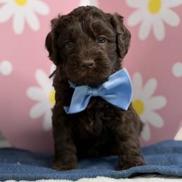 Atlas - Chocolate male Australian Labradoodle puppy in Citrus Heights, California from Elite Blend Labradoodles