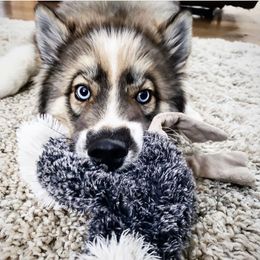 Pomsky and Siberian Husky Puppies from Kristie’s Husky Haven
