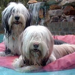 Bearded Collies from Shadowfax Bearded Collies