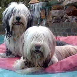 Bearded Collies from Shadowfax Bearded Collies