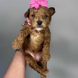 Pink Girl - Red  female Goldendoodle puppy in Hot Springs, Arkansas from Hot Springs Kennels