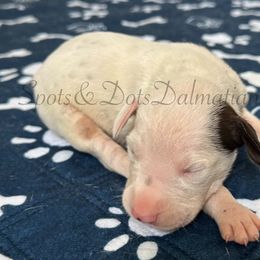 Liver Ear Patch - White and liver brown male Dalmatian puppy in Jacksonville, North Carolina from Spots and Dots Dalmatians