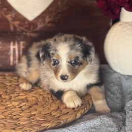 Darla - Blue merle female Miniature Australian Shepherd puppy in California from Eagle River Aussies