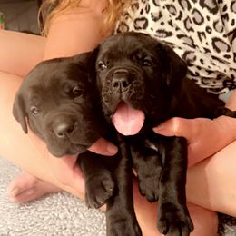 Cane Corso Puppies from Rock Creek Cane Corso