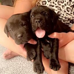 Cane Corso Puppies from Rock Creek Cane Corso