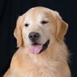 Golden Retrievers from Goldensand Goldens