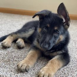 German Shepherds from Tribal Kennels