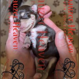 Opalina AKC - Liver female Miniature Schnauzer puppy in Pelzer, South Carolina from Schnauzer Heaven Von Longbach