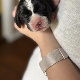 Boy 3 - Black and white male Basset Hound puppy in Knoxville, Tennessee from Well Hounded Bassets