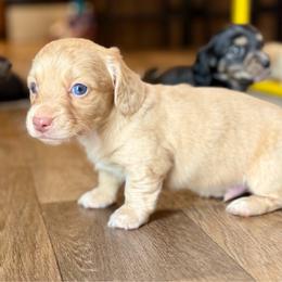 Teddy - Cream male Dachshund puppy in Hornbeck, Louisiana from A&Z Mini Dachshunds