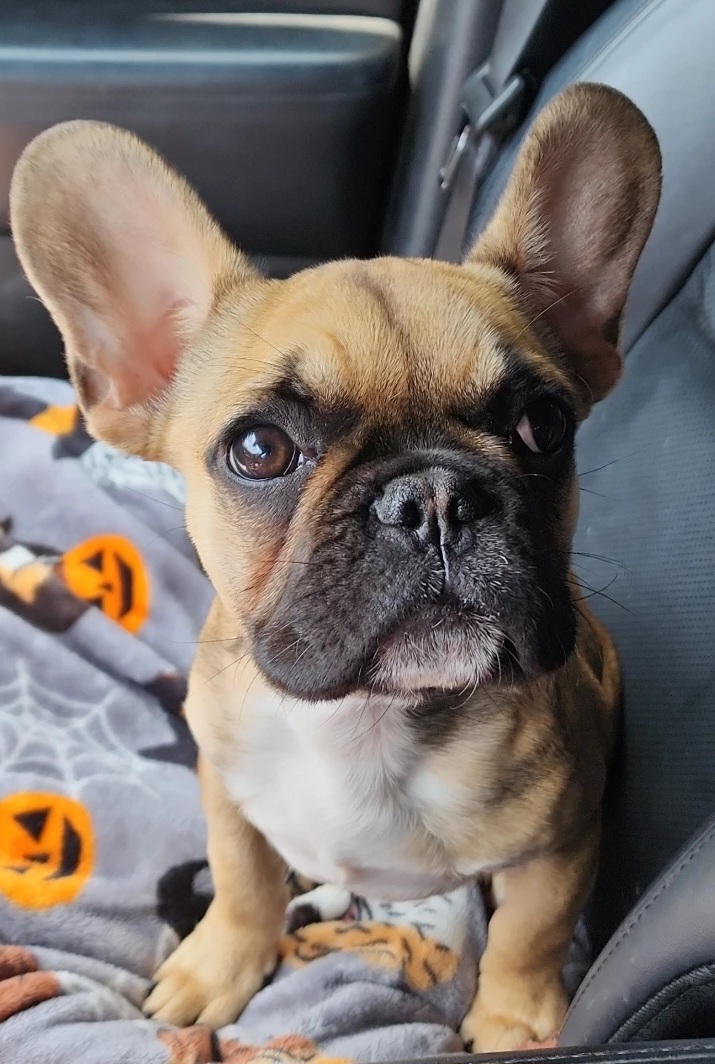 Baxter - French Bulldog