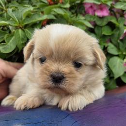 Cream Boy - Cream and white male Shih Tzu puppy in Vinita, Oklahoma from Locust Creek Shih Tzu & Havanese